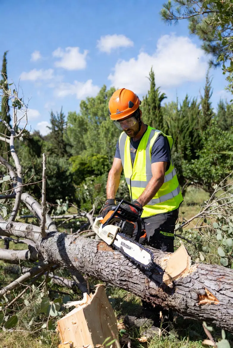 Abattage d'arbres sécurisé Grasse Cannes Antibes